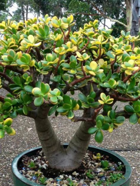 Types Of Jade Plants Suitable For Indoor Houseplant Central