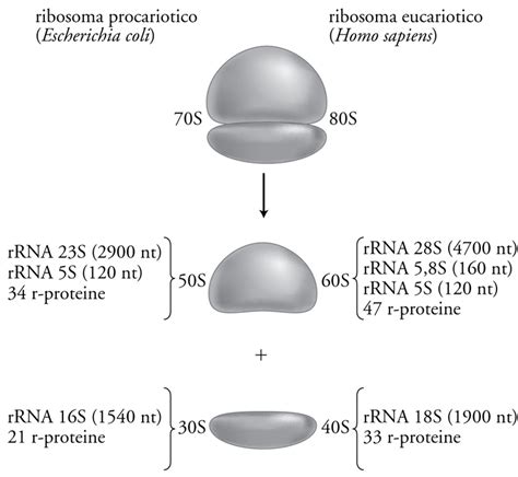 Proteine Sintesi Delle Proteine E Ribosomi In Enciclopedia Della