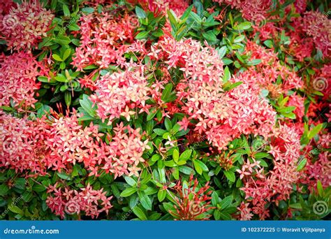 Red Ixora Flower stock image. Image of gardening, closeup - 102372225