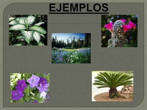 Imagenes Y Nombres De Plantas Acuaticas Y Terrestres Plantă Blog