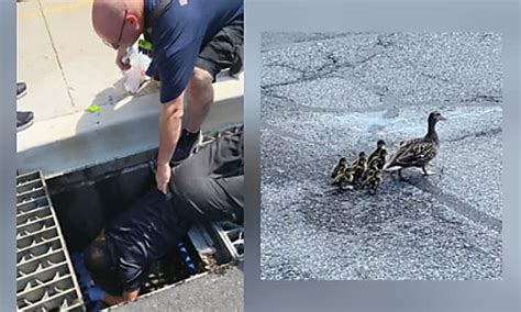 Concerned Mother Convinces Firefighters To Rescue Her Ducklings