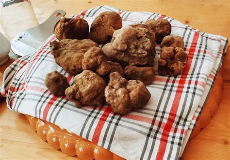 Marche Pergola La Fiera Nazionale Del Tartufo Bianco Pregiato Punta