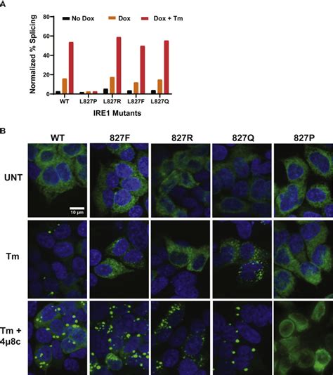 An Interdomain Helix In Ire Mediates The Conformational Change