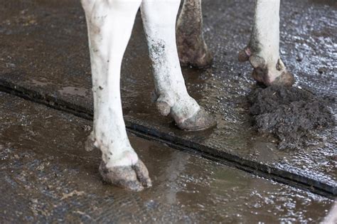 Premium Photo | Close up of cows hooves in a cowshed agricultural concept