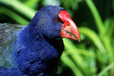 About New Zealand Birds Online New Zealand Birds Online