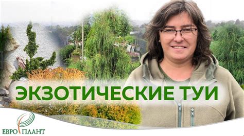 Экзотические сорта туи западной. - YouTube