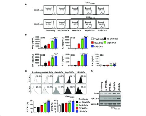 Induction Of T Cell Proliferation And Th1 Polarization By