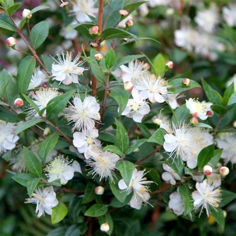 Buy Common Myrtle Myrtus Communis Delivery By Waitrose Garden