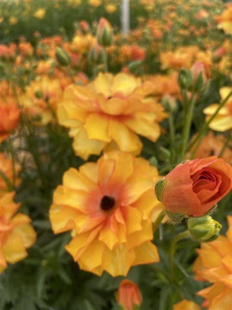 Ranunculus Butterfly™ Phosphorus® Green Works Specialist In Ranunculus