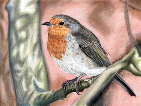 Robin - colored pencil drawing by kad-portraits on DeviantArt