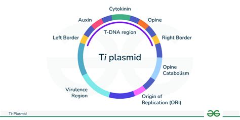 Ti Plasmid: Structure, Diagram, & its Uses - GeeksforGeeks