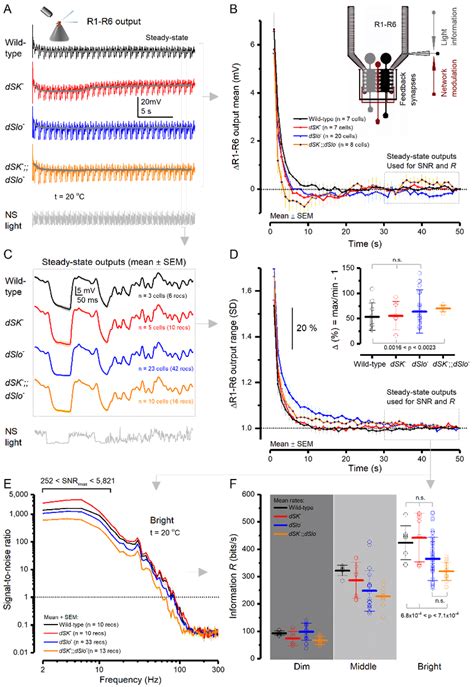 Adaptation Dynamics And Information Rates Of Wild Type And Ca Download Scientific Diagram