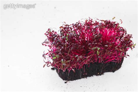 Organic Amaranth Microgreens Red Garnet Or Chinese Spinach Seed