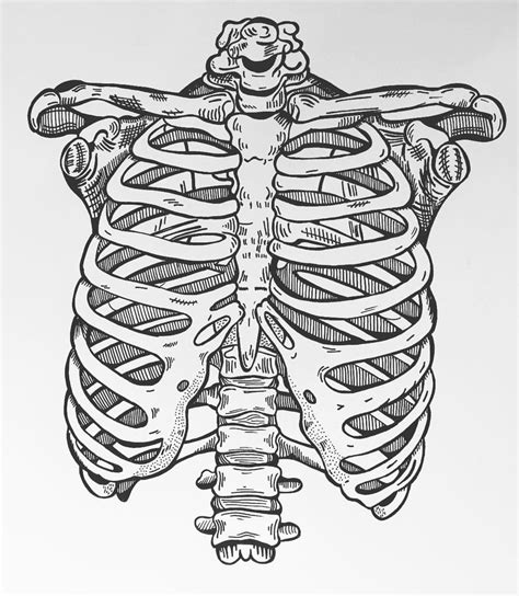 Skeleton Rib Cage Template Printable