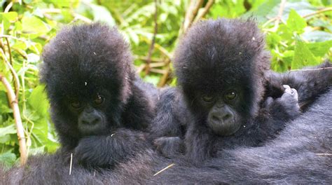 How Gorillas Make Babies And Care For Them Gorilla Highlands