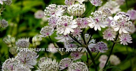 Астранция цветет долго. Выращивание, посадка и уход в открытом грунте ...