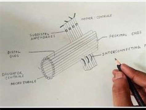 Centrioles Drawing