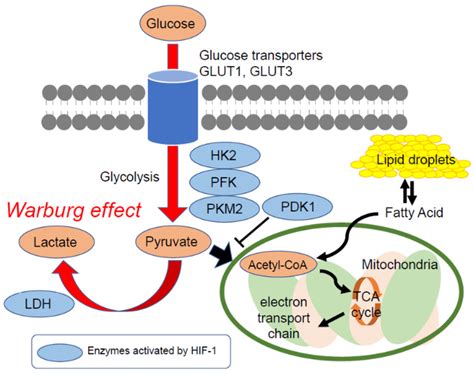 The Warburg Effect And Typical Glucose Metabolism In Cancer Cells