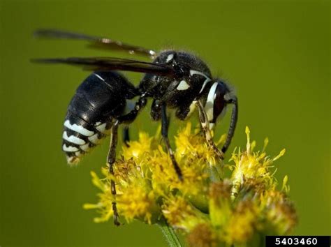 a black and white bee sitting on top of a yellow flower