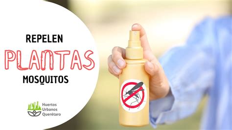 Plantas Que Repelen Mosquitos Repelente De Mosquitos Natural Youtube