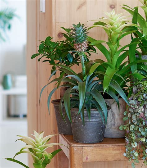 Ananas - Bromelia