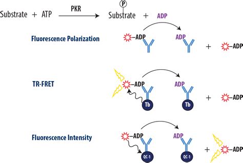 Pkr Assay Pkr Activity Assay Application Bellbrook Labs