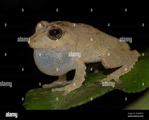 Brown Frog On A Leaf Tiny Frog Cute Froggy Pseudophilautus