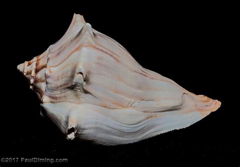 20110112 Knobbed Whelk All Images © 2011 Paul Diming All Flickr