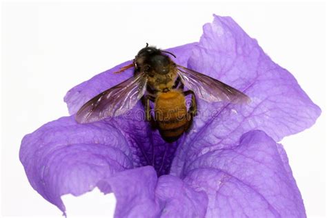 Ape Del Miele Sul Fiore Porpora Della Fioritura Con Fondo Bianco