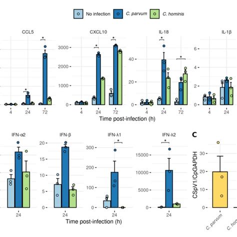 Infection Of Human Ali With C Parvum Induced The Production Of