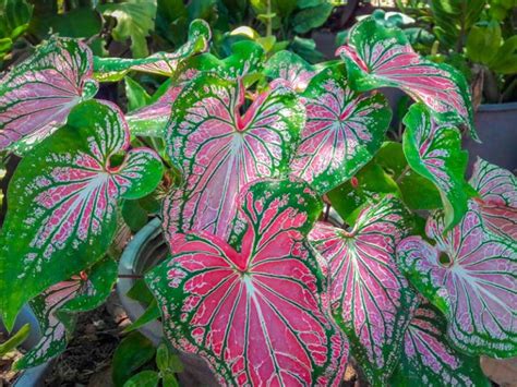 Growing Caladium Complete Plant Care Guide Garden Lovers Club