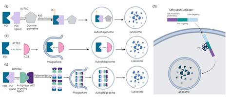 IJMS Free Full Text Targeted Protein Degradation Clinical Advances