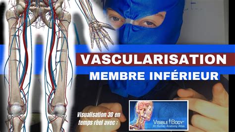 VASCULARISATION membre INFÉRIEUR trajet muscles origines rapports