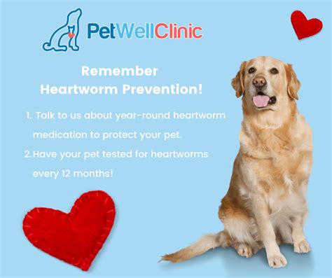 How Can I Protect My Dog From Heartworms