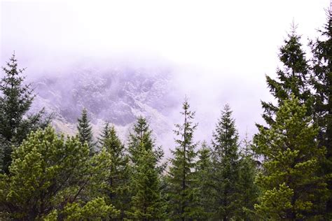 The Forests of Iceland | Foresting a Treeless Land | Guide to Iceland