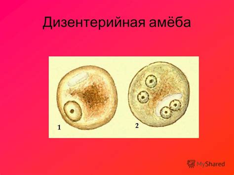 Презентация на тему: "Одноклеточные паразиты. Трипаносома Цикл развития ...