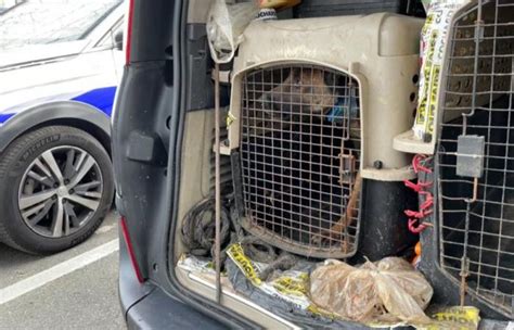 Eight Abused Dogs Rescued In Noisy Le Sec