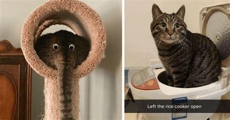 Super Silly Kitties Hissterical Pics And Memes Of Adorable Cats