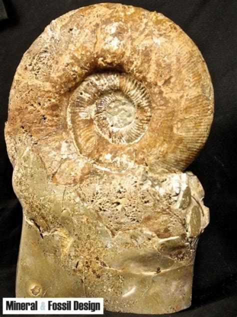 Ammonite con Septaria | Minerals & Fossils Style