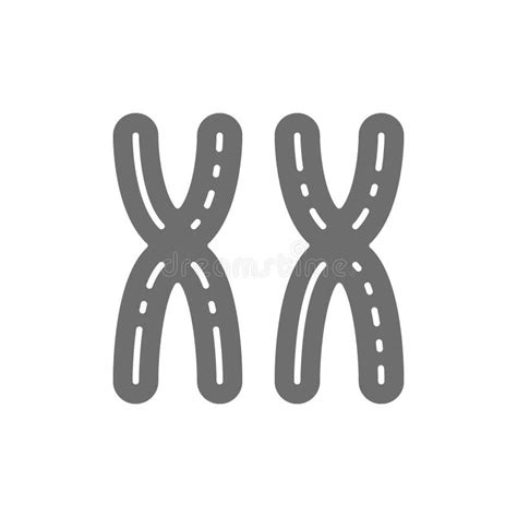 Female XX Chromosomes Woman Sex Genes Flat Color Line Icon Stock