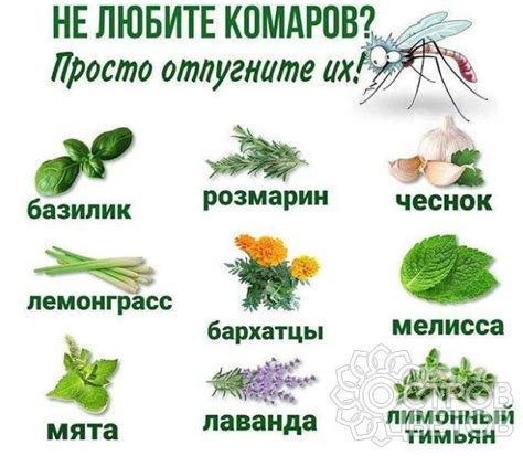 Растения против мух и комаров - что куда сажать
