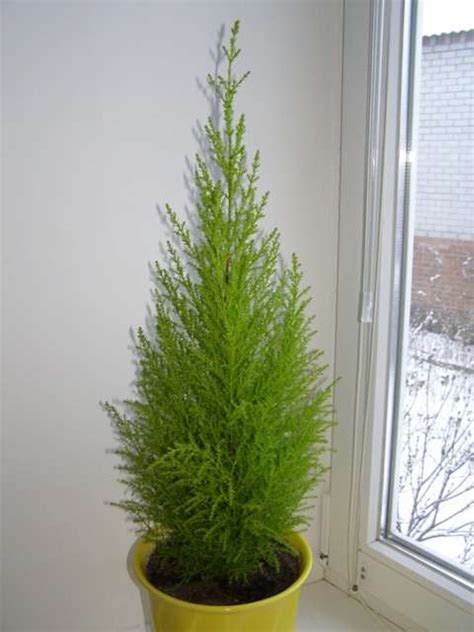 Кипарис Cupressus - уход в домашних условиях