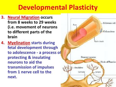 Plasticity of the brain - VCE U4 Psychology