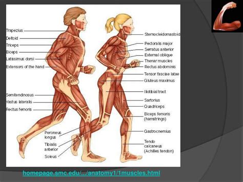 Ppt Human Body Powerpoint Presentation Free Download Id 485024