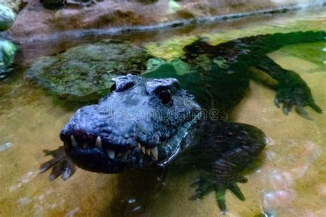 Crocodile Alligator Cayman Teeth Close Up Stock Photo - Image of ...