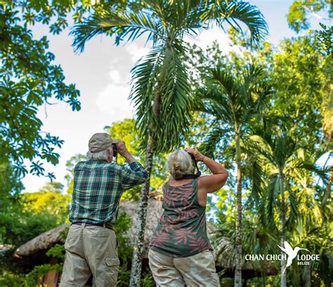 Belize Wildlife Spot Jaguars And More Chan Chich Lodge