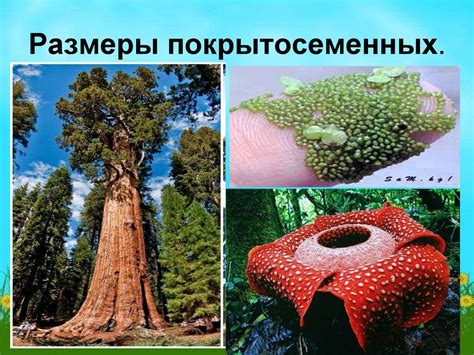 Покрытосеменные Растения Картинки — Фото Картинки