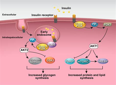 Hepatic Insulin Receptor New Views On The Mechanisms Of Liver Disease