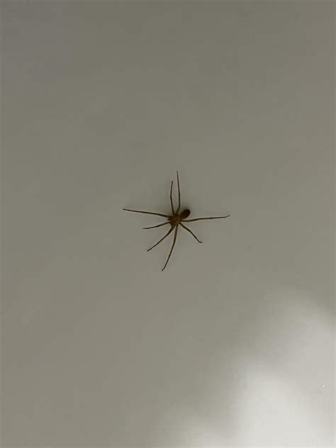 Brown recluses found in toilet : r/spiders