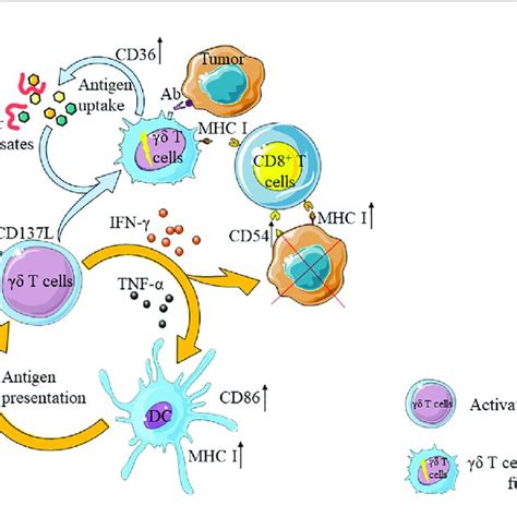 Gd T Cells Enhance The Anti Tumor Ability Of Other Immune Cells On